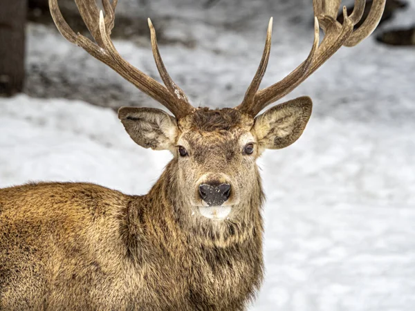 冬季雪地里的鹿儿 — 图库照片