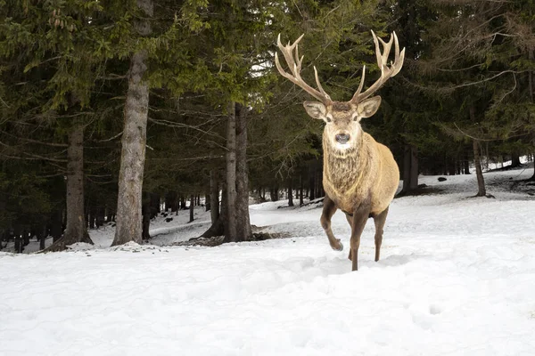 冬の雪の中の鹿 — ストック写真