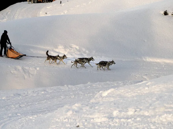 雪山雪白背景下的雪橇狗 — 图库照片