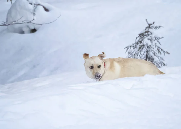冬に雪の中で遊ぶ犬は — ストック写真