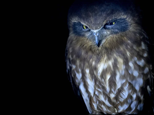 Astralia Owl Bird Portrait Looking You — Stock Fotó