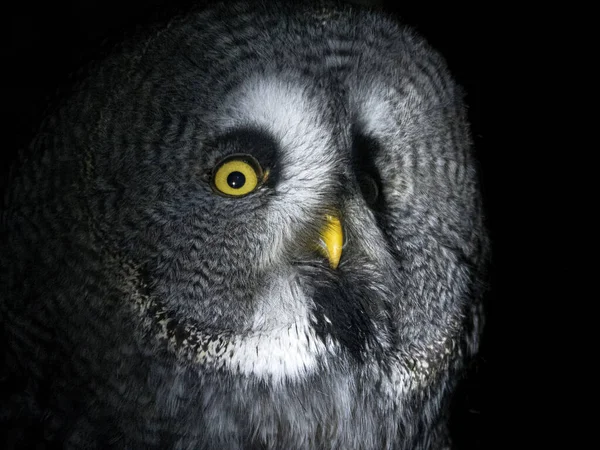 Owl Portrait Looking You Isolated Black Background — Stock Photo, Image