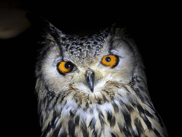 Hibou Portrait Vous Regardant Isolé Sur Fond Noir — Photo