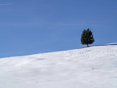 isolated pine tree silhouette on snow in dolomites mountains