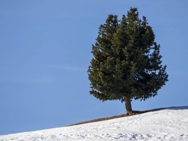 isolated pine tree silhouette on snow in dolomites mountains