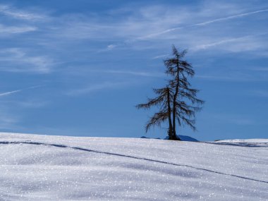 isolated pine tree silhouette on snow in dolomites mountains