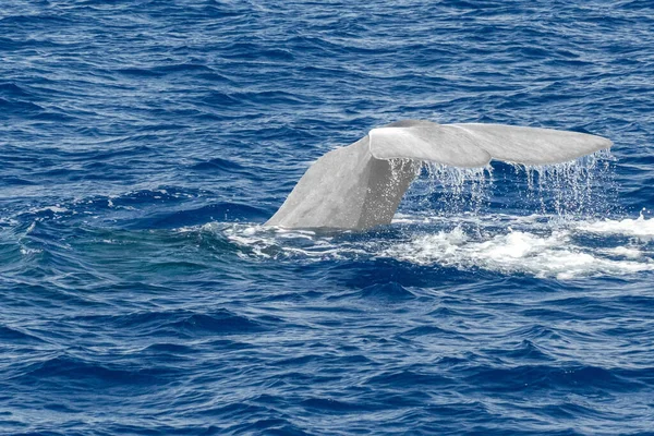 Tail White Albino Sperm Whale Sunset Close While Diving — Stok fotoğraf