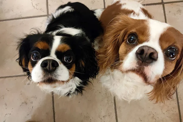 Cavalier King Charles Spaniel Dog Looking You — Stockfoto