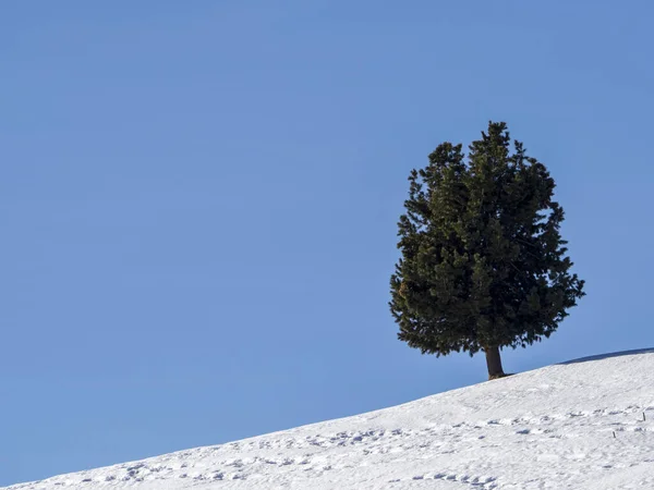 Isolated Pine Tree Silhouette Snow Dolomites Mountains — Stockfoto