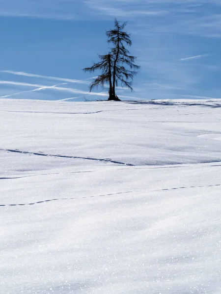 Isolated Pine Tree Silhouette Snow Dolomites Mountains — Stok fotoğraf
