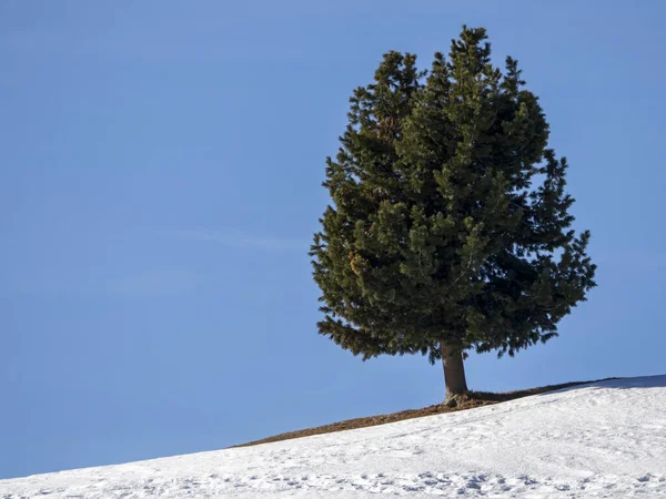 Isolated Pine Tree Silhouette Snow Dolomites Mountains — Fotografia de Stock