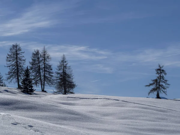 Isolated Pine Tree Silhouette Snow Dolomites Mountains — Stockfoto