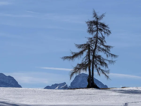 Isolated Pine Tree Silhouette Snow Dolomites Mountains — ストック写真