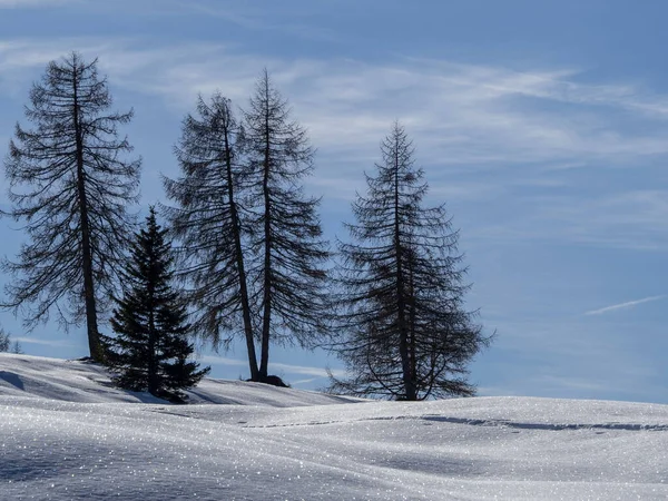 Isolated Pine Tree Silhouette Snow Dolomites Mountains — Stockfoto
