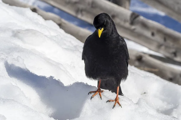 Dolomites Raven Crow Croak Black Bird White Snow Red Paw — стоковое фото