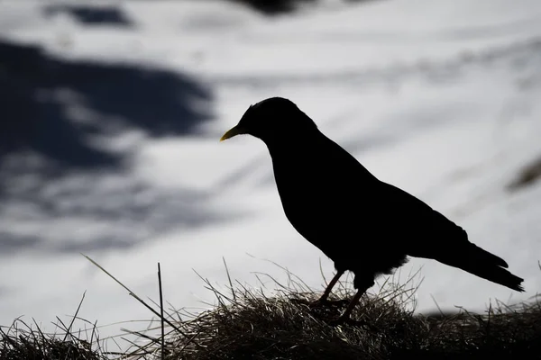 Silhouette Dolomites Raven Crow Croak Black Bird White Snow Red — Stockfoto
