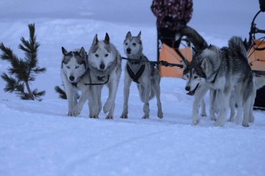Sled dog in snow mountains white background