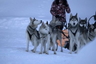 Sled dog in snow mountains white background