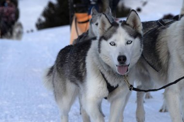 Sled dog in snow mountains white background