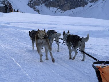 Sled dog in snow mountains white background