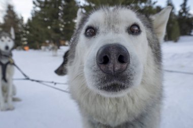 Kar dağlarında kızak köpeği kabarık portresi. Beyaz arka plan sana bakıyor.