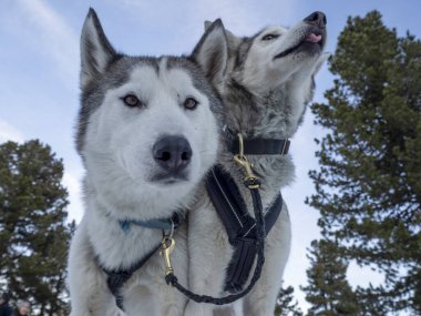 Sled dog husky portrait in snow mountains white background looking at you