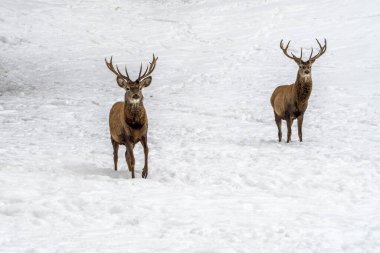Deer in the snow in winter season