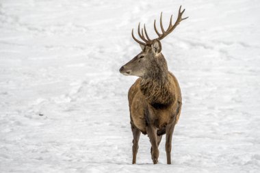Deer in the snow in winter season