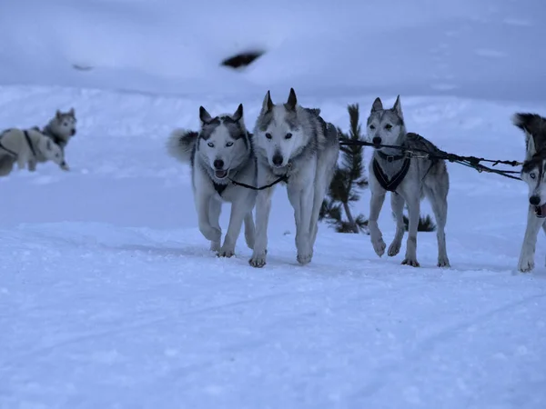 Sled Dog Snow Mountains White Background — Stock Photo, Image