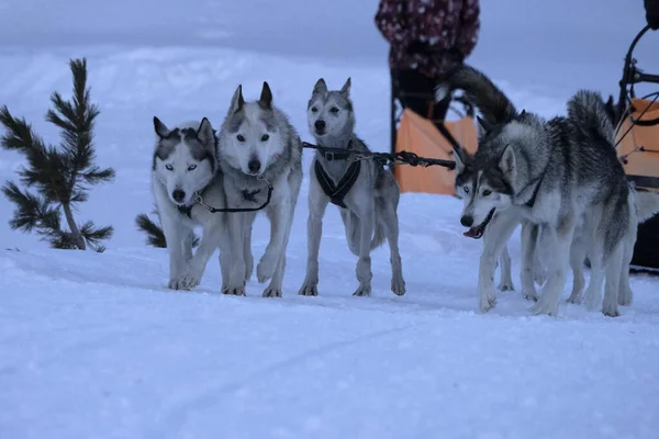 Sled Dog Snow Mountains White Background — Stock Photo, Image