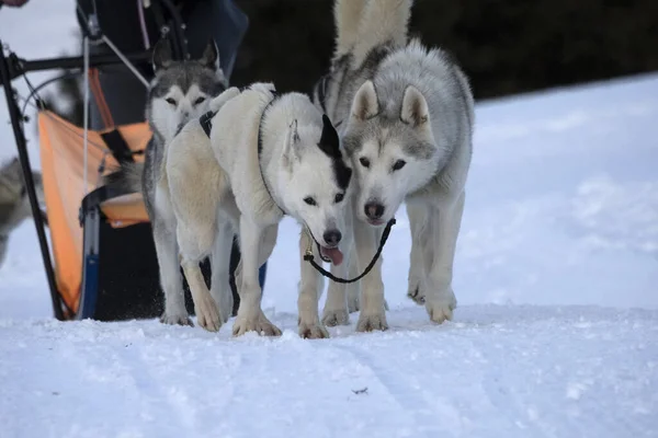 Sled Dog Snow Mountains White Background — Stockfoto