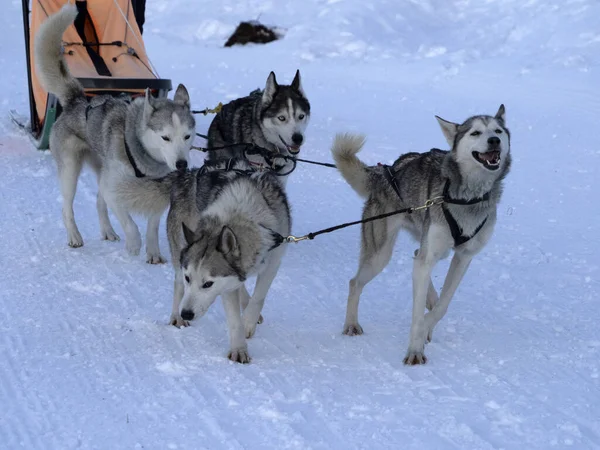 雪の山の中で犬ぞり白の背景 — ストック写真
