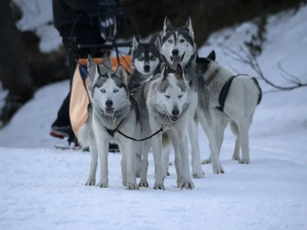 Санная Собака Снежных Горах Белый Фон — стоковое фото