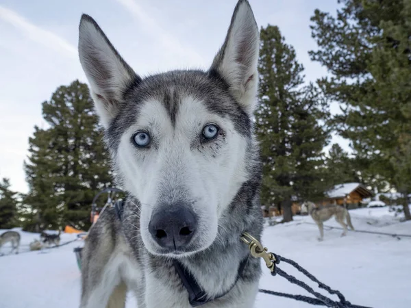 Schlittenhund Husky Porträt Schneebergen Weißen Hintergrund Sieht Dich — Stockfoto