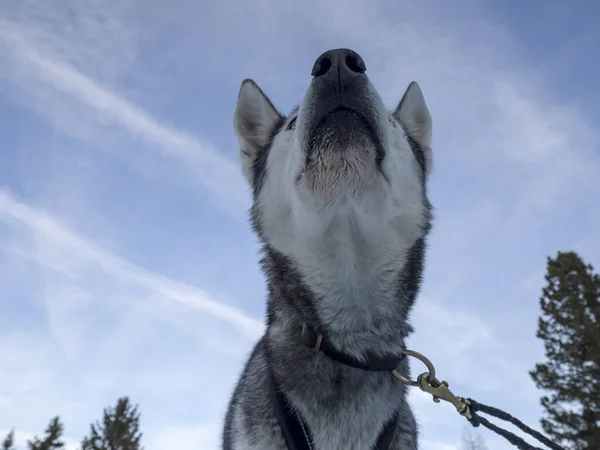 Slitta Cane Husky Ritratto Montagne Neve Sfondo Bianco Guardando Voi — Foto Stock