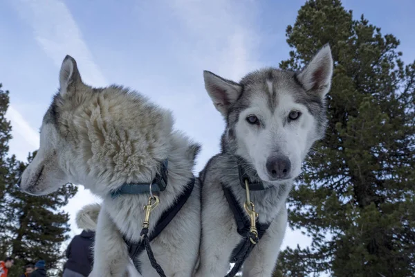 Sled Hond Husky Portret Sneeuw Bergen Witte Achtergrond Zoek Naar — Stockfoto