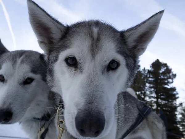 雪の山の中で犬ぞりのハスキー肖像画あなたを見て白い背景 — ストック写真