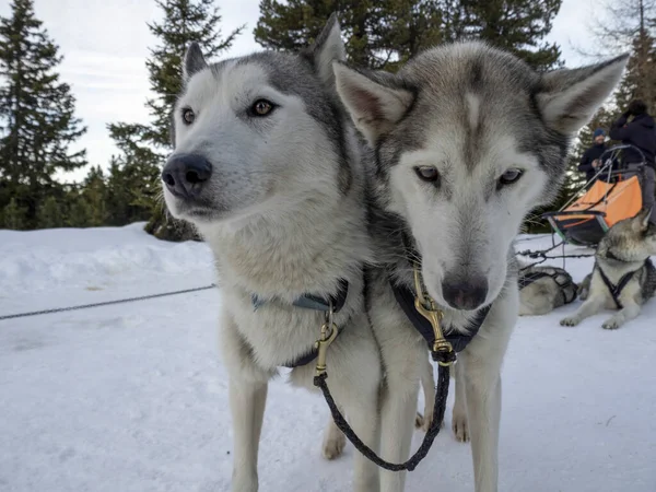 Slitta Cane Husky Ritratto Montagne Neve Sfondo Bianco Guardando Voi — Foto Stock