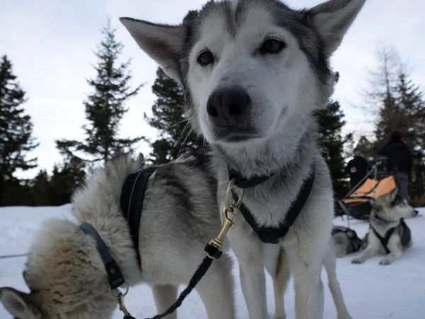 Sled Dog Husky Portrait Snow Mountains White Background Looking You — Stok fotoğraf