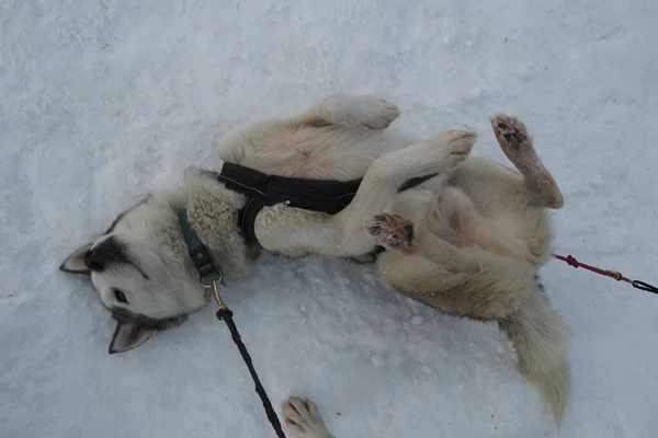 Sled Hond Husky Portret Sneeuw Bergen Witte Achtergrond Zoek Naar — Stockfoto