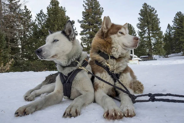 Sled Dog Snow Mountains White Background — Foto Stock