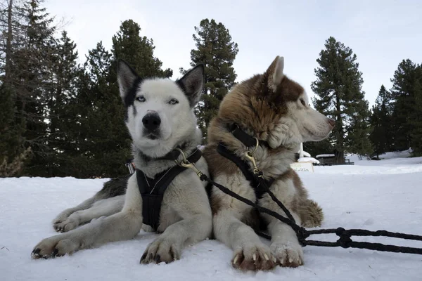 Хаски Портрет Собаки Снежных Горах Белый Фон Глядя — стоковое фото