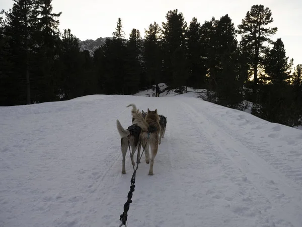 Sled Dog Snow Mountains White Background Sunset Dolomites — Stock Photo, Image