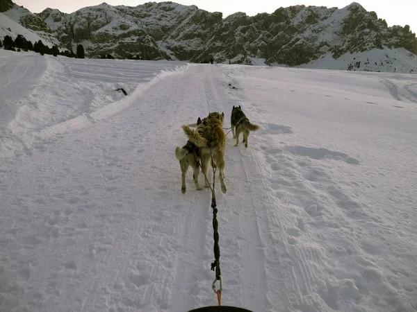 落日时分 雪山雪白背景下的雪橇狗 — 图库照片