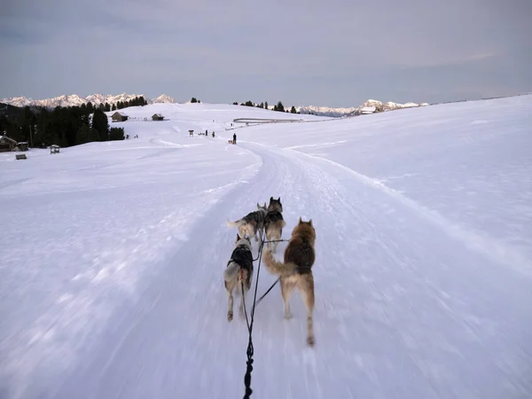 Санная Собака Снежных Горах Белый Фон Закате Доломитах — стоковое фото