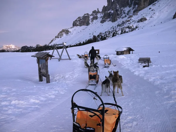 落日时分 雪山雪白背景下的雪橇狗 — 图库照片