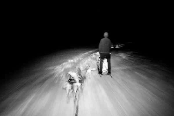 Night Sled Dog Snow Mountains White Background — Foto Stock