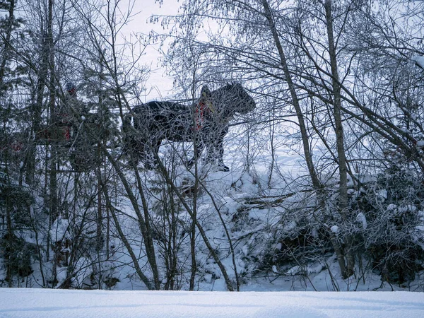 Pferd Schnee Winter — Stockfoto