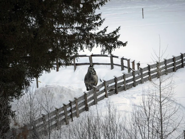 Häst Snön Vintertid — Stockfoto