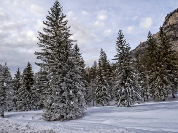 Fanes Górskie Dolomity Lodowy Las Zimie Panorama Śnieg Krajobraz — Zdjęcie stockowe